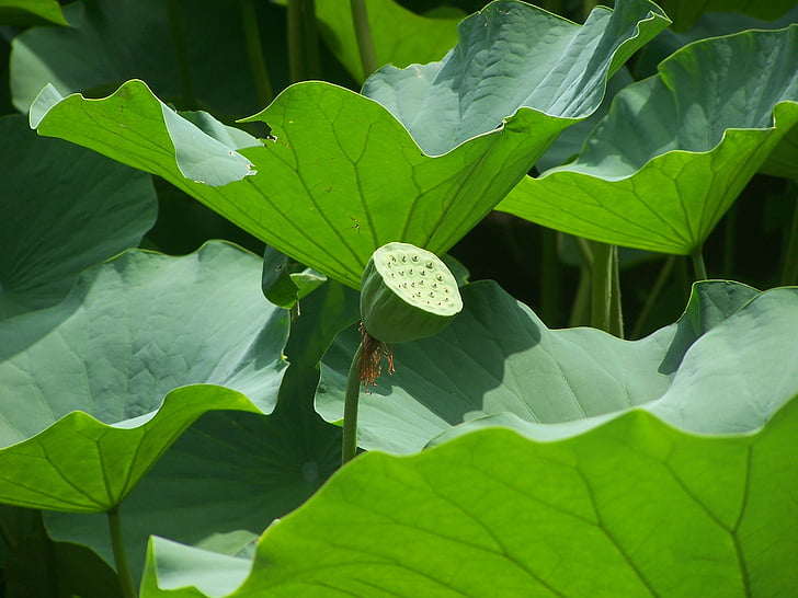 lotos, Lotus sjeme glave, lišće, vodene biljke, priroda, veliki, list