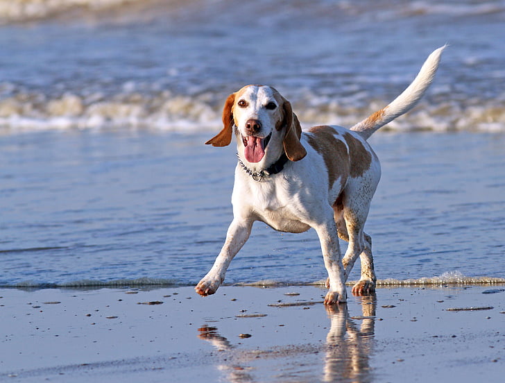 animal, beach, beagle, breed, dog, elated, fast