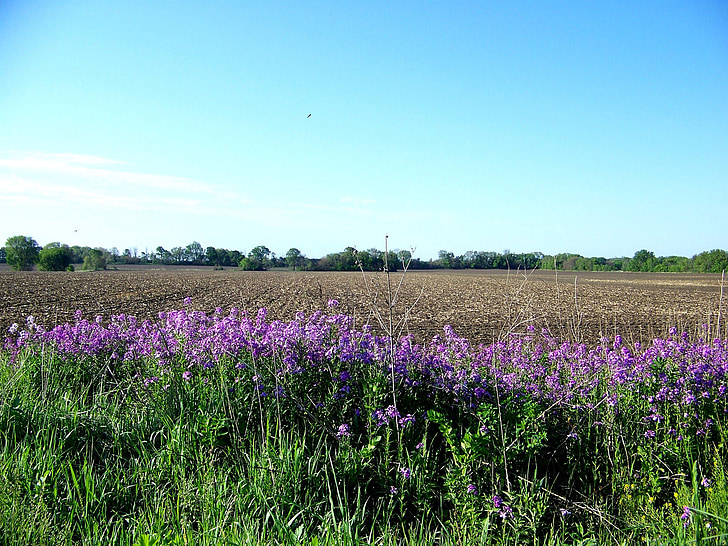flowers, country, rural, field, plowed, cornfield scenic
