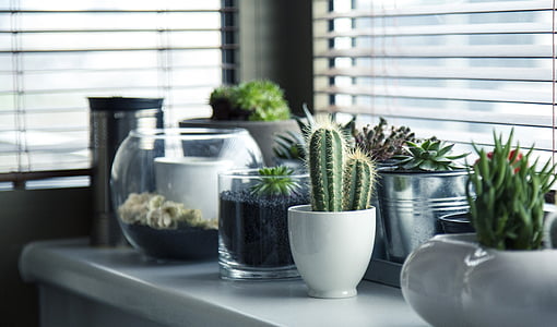 Grün, Kaktus, Anlage, weiß, Keramik, Vase, in der Nähe