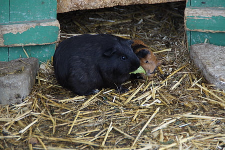 cochon d’Inde, élevage de porcs Guinée, de reproduction, petits animaux, animaux de compagnie, l’Elevage, mère