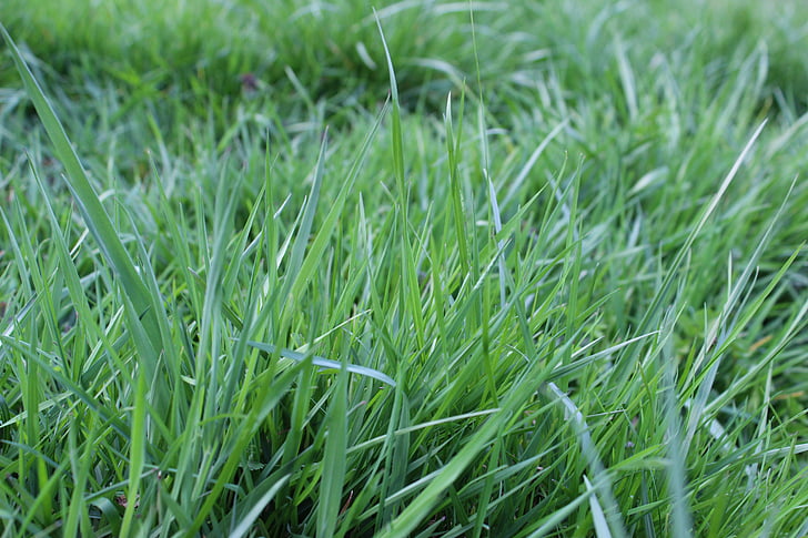 brins d'herba, Prat, les pastures, natura, febre, herba, verd