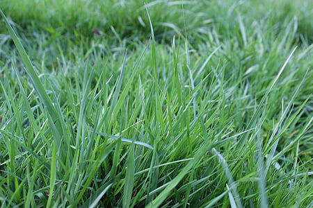 lamierine di erba, prato, pascolo, natura, Rush, erba, verde
