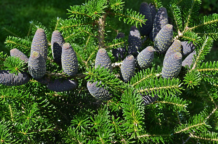 tree, cones, needles, iglak, pine cone, plant, nature