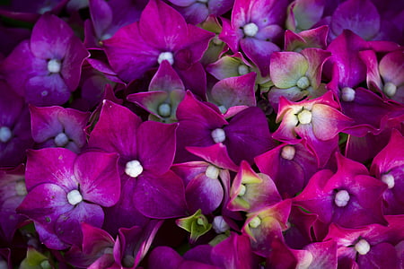 花, 花, ローザ, バイオレット, 花の露, 紫色の花, 自然