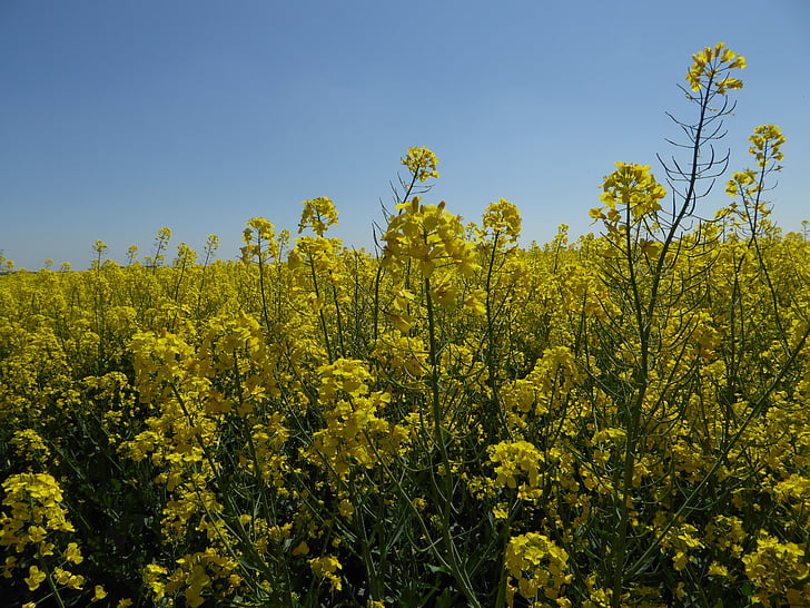 rapeseed, nature, yellow, summer, fields, sun, blue sky