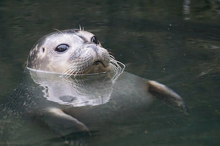 seal, water, robbe, swim, animal world, animals