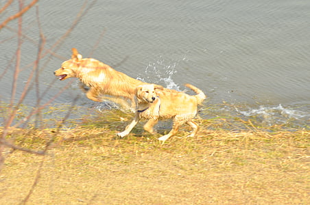 犬, ジャンプ, 川, スプラッシュ