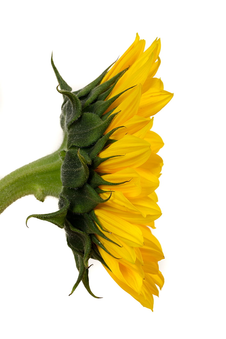 sunflower, yellow, flower, nature, yellow flower, bloom, macro