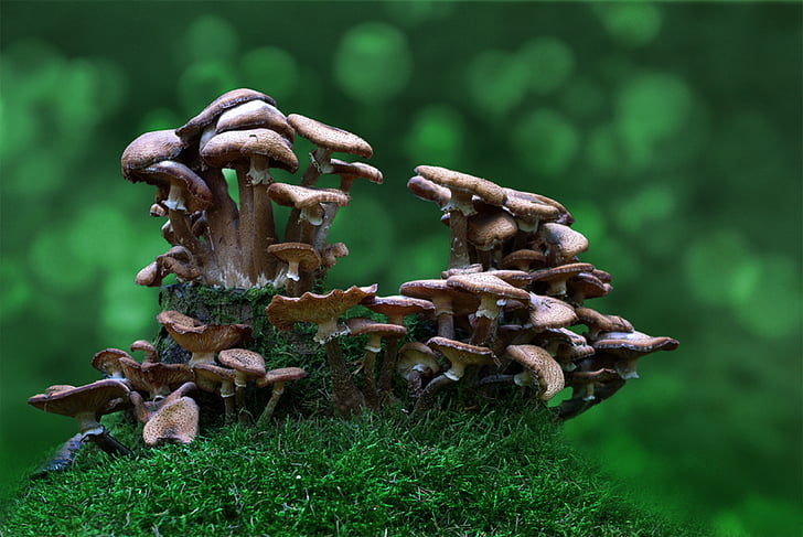 gljive, šuma, toksični, sakupljanje gljiva, priroda, jesen, poklon
