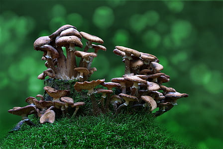 mushrooms, forest, toxic, mushroom picking, nature, autumn, gift