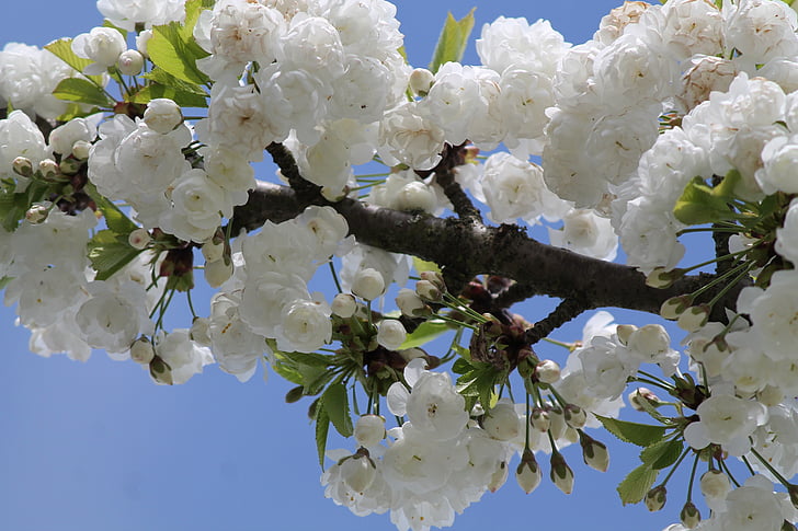 třešňový květ, modrá, bílá, obloha, Příroda, jaro, strom
