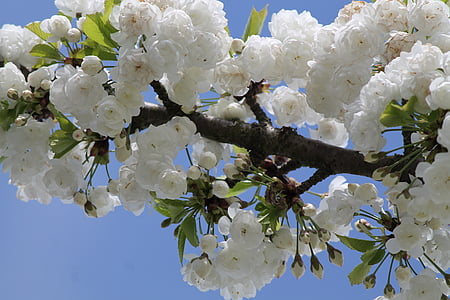 flor de cerejeira, azul, Branco, céu, natureza, Primavera, árvore