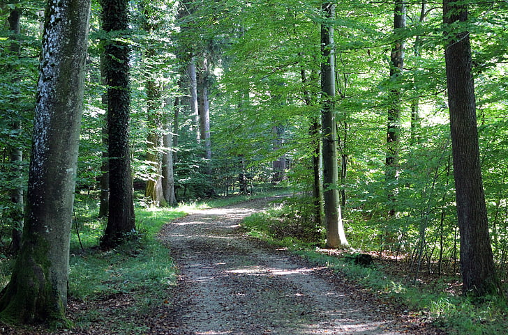 nature, leisure, recovery, forest path, away, trees, book