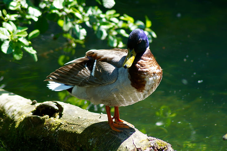 природата, вода птица, зеленоглава патица, регистър