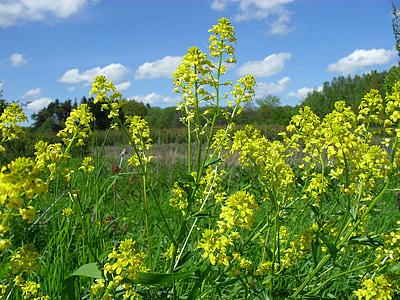 rapeseed, spring, summer, nature, field, flowers, rol