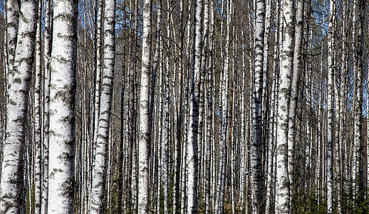 pohon-pohon birch, Birch batang, hutan pohon birch, hutan, alam, pohon, latar belakang