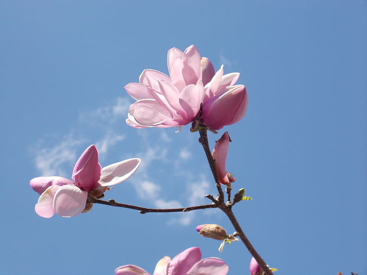 blomst, Sky, forår, blomstermotiver, Blossom, Pink