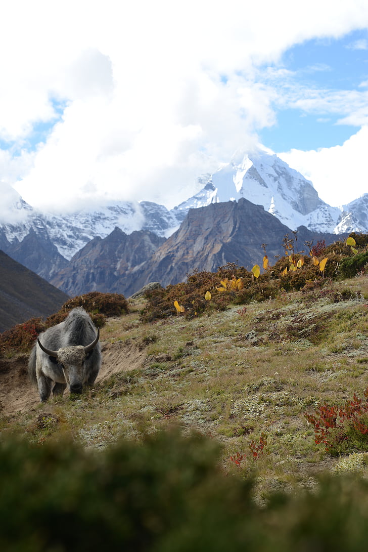 nepal, himalayas, yak