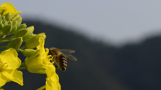 rzepaku, Pszczoła, makro, kwiat