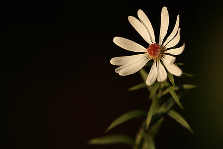 lill, Daisy, kevadel, valge, õis, ühe, õitsev