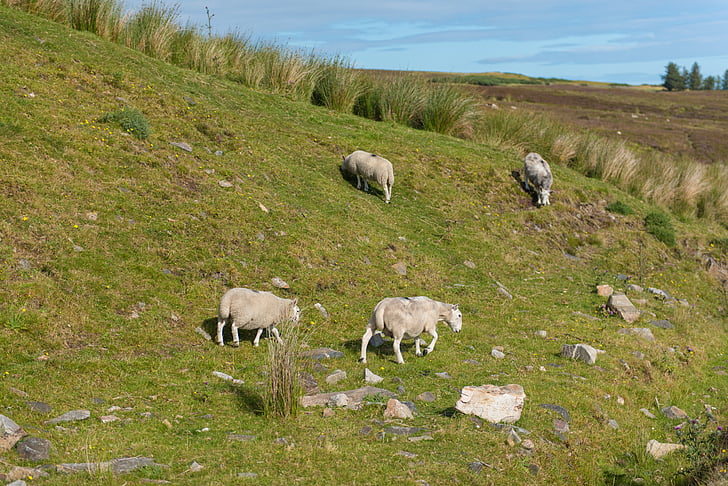 fåren, flock, gräs, grön, äng, naturen, lamm
