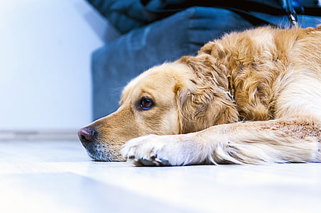Hund, Golden retriever, nach Hause, Labrador, Labrador retriever, Haustier