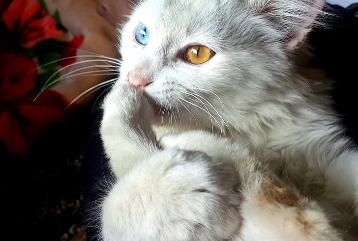 котка, очите, котешки, heterochromia, домашен любимец, домашна котка, домашни любимци