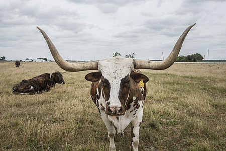 longhorn steer, cattle, bovine, range, beef, looking, portrait