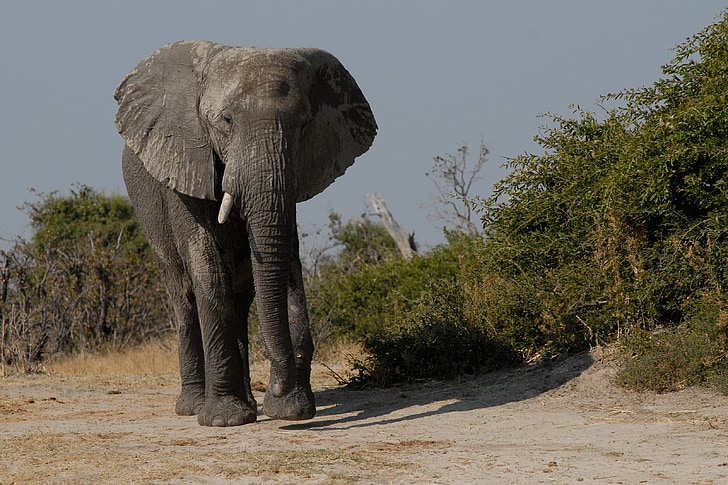 dramblys berniukas, dramblys, Jautis, Majestic, Botsvana, Laukiniai gyvūnai, Afrika