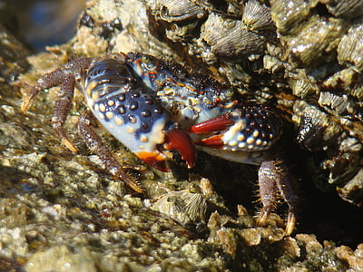 crabe, plage, patte, griffes, animal, mer, nature