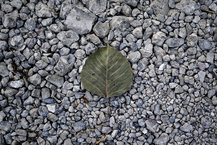 die, fallen, ground, leaf, monochrome, natural, nature