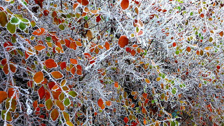 leaves, colored, frozen