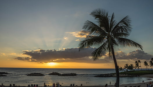 matahari terbenam, sinar matahari, pohon palem, musim panas, Hawaii, orang-orang, orang