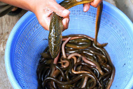 eel, fish, fresh water, animals