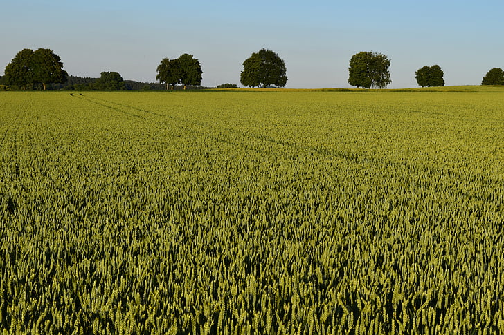 poľnohospodárstvo, kukuričnom poli, letné, Horizon, stromy, Zelená, nezrelé