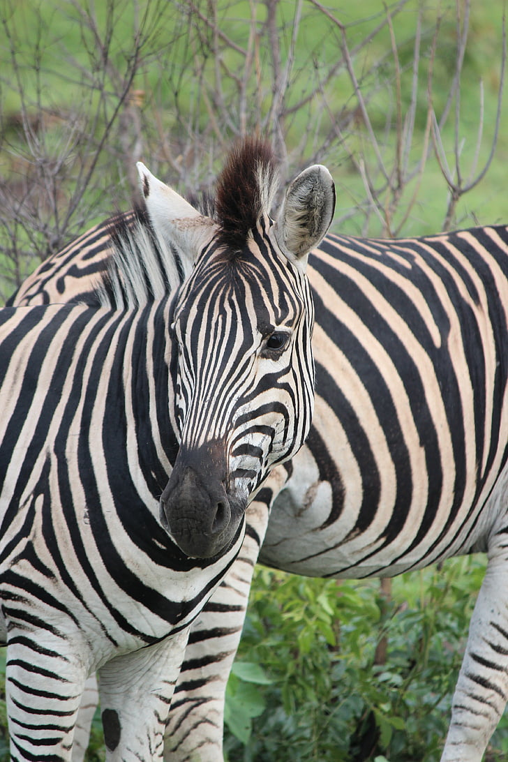 Zebra, dieren in het wild, strepen, zwart-wit, natuur, wildernis, zoogdier