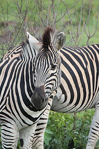 Zebra, dieren in het wild, strepen, zwart-wit, natuur, wildernis, zoogdier