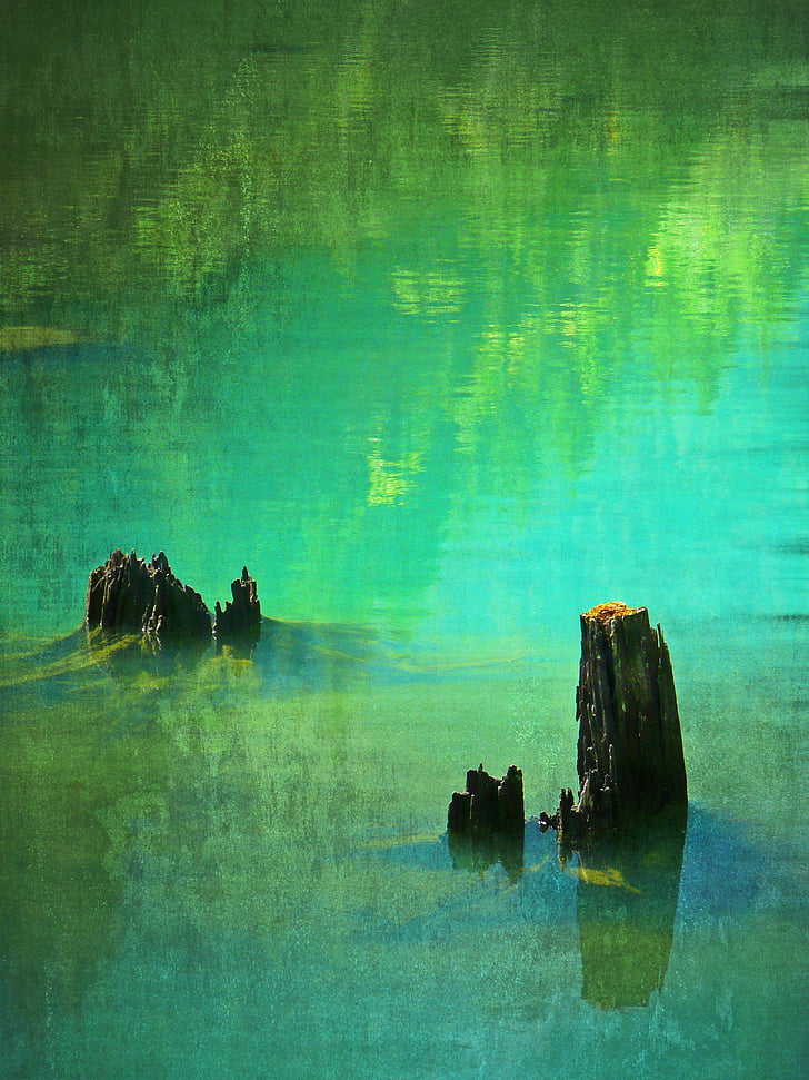 lake, ross lake, water, tree, stumps, scenic, reflection