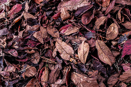 listi, jeseni, padec barve, suhi listi, narave, suho drevo, listje posuši