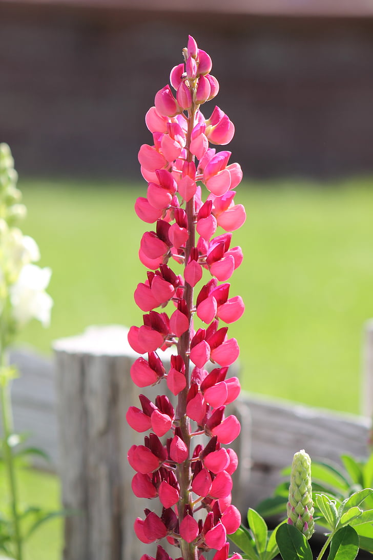 lupine, lupinus, flower, lupines, plant, pink, red