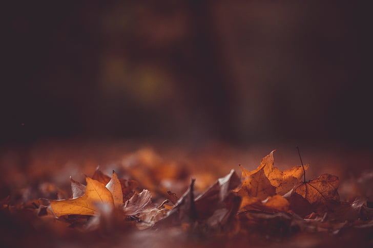 brown, dried, maple, leaves, photo, shot, fall