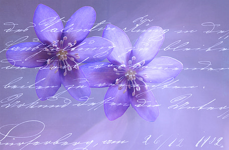 brevpapper, teckensnitt, handskrift, blommor, blå, illustration, bakgrunder