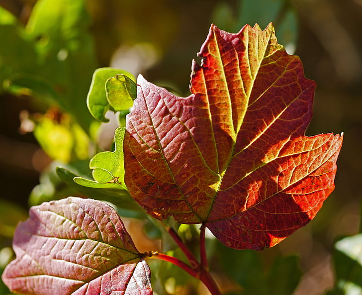 jeseni, listi, barvanje, žile, listov žile, listi v jeseni, padec listje