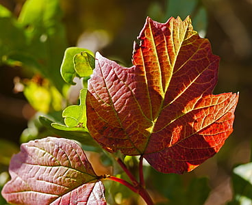 hösten, lämnar, färg, vener, bladnerver, blad i höst, falla lövverk
