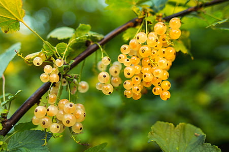 agriculture, berries, branch, bunch, champagne, close-up, currant