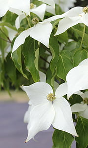 cornouiller blanc, cornouiller, arbre d’ornement, fleurs blanches, blanc, en fleurs, printemps