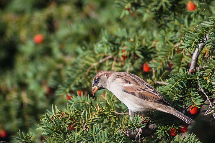 sparrow, bird, feather, animal, wing, beak, brown