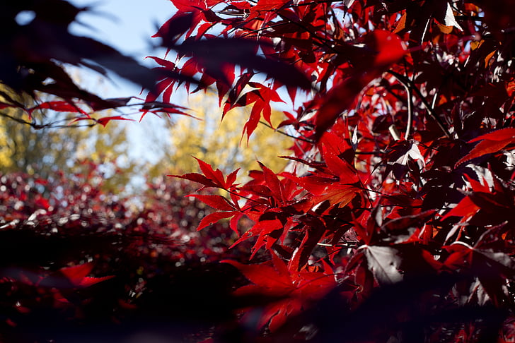 Осінь, листя, червоний, Осінні листи, Природа, лист, падіння