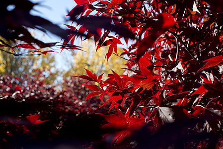 otoño, hojas, rojo, hojas de otoño, naturaleza, hoja, caída